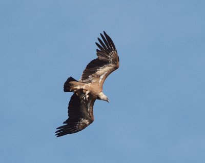 Vale Gier Extremadura Spanje
