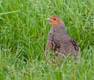 Patrijs in het gras