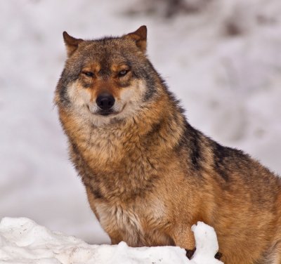 Wolf in de sneeuw