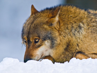 Wolf liggend in de sneeuw
