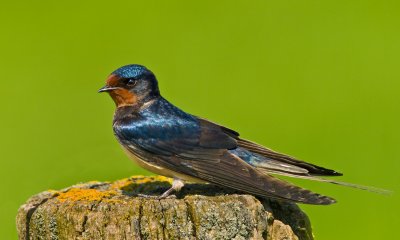 Boerenzwaluw in de zon