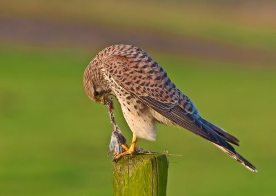 Torenvalk bezig met haar prooi