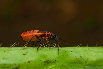 Bugs
