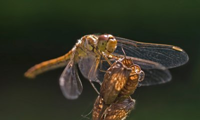 Steenrode Heidelibel (vr)