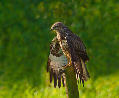 Buizerd met gespreide vleugels