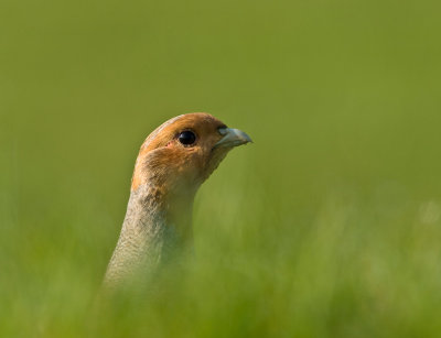 Patrijs tussen het gras