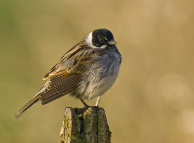 Reed Bunting