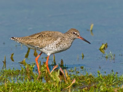 Redshank