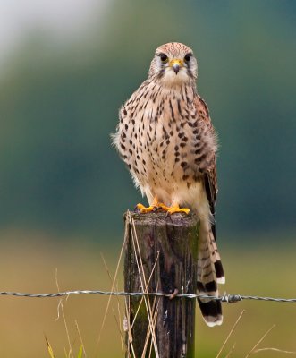 Torenvalk op een paaltje