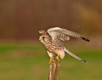 Torenvalk spreidt de vleugels