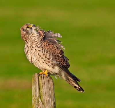 Torenvalk, veren poetsend