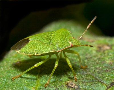 Bugs