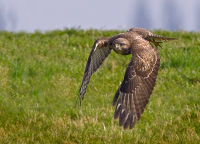 Vliegende buizerd