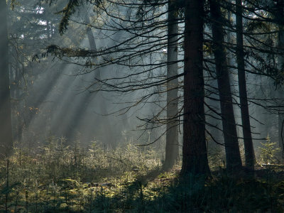 Hoge Veluwe in het voorjaar