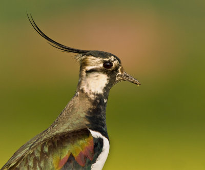 Lapwing