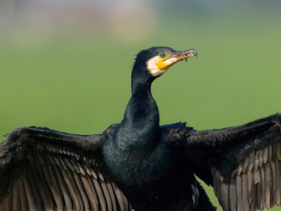  Cormorant