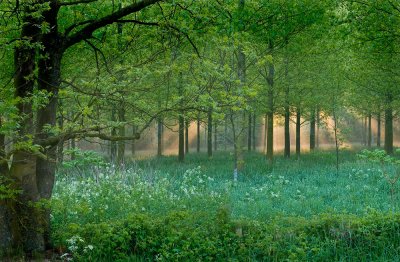 Ochtendzon door de bomen