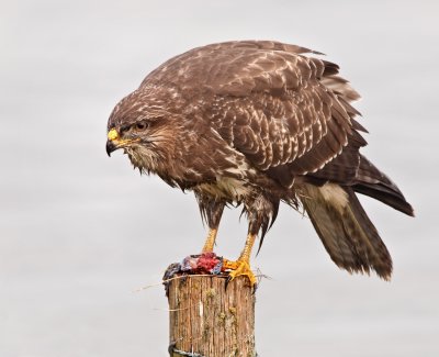 Buizerd met prooi