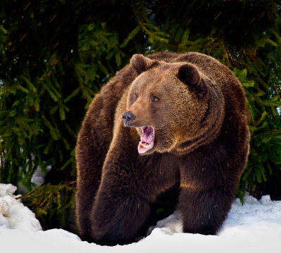 Brown Bear