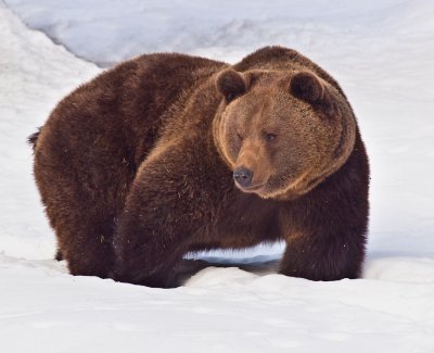 Bruine beer in de sneeuw