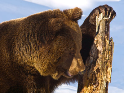 Bruine beer tegen boomstammetje