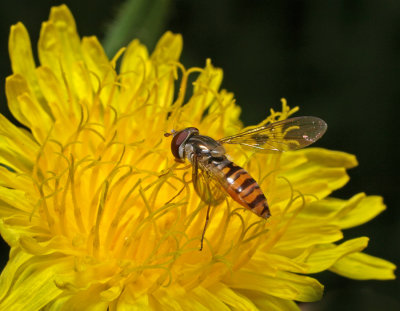 Flies