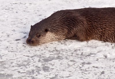 Otter in sluiphouding