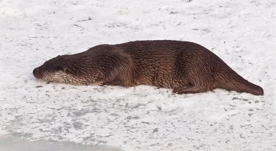 Otter in sluiphouding op het ijs