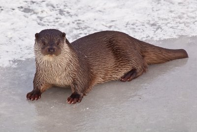 European Otter