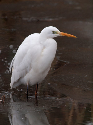 Great Egret