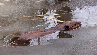 Zwemmende bever in een wak