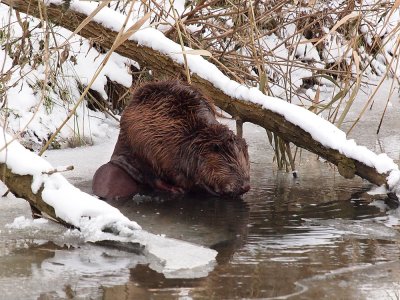 Bever op het ijs 2