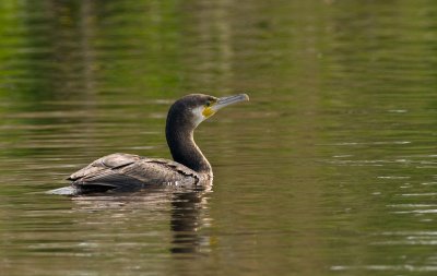 Cormorant