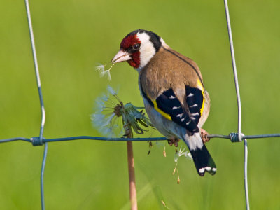 Puttertje met paardebloemzaden