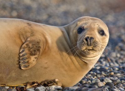 Jonge grijze zeehond