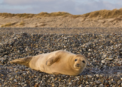 Jonge grijze zeehond op het kiezelstrand