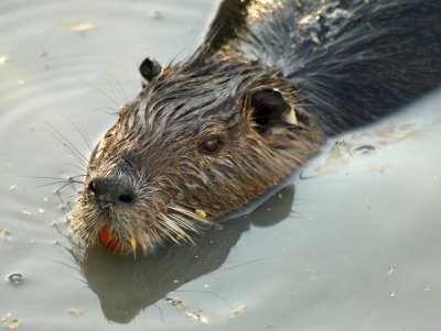 Moerrasbever