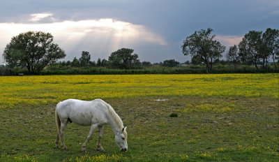 Camarquepaard