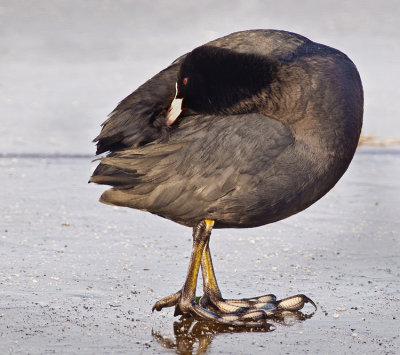 Coot