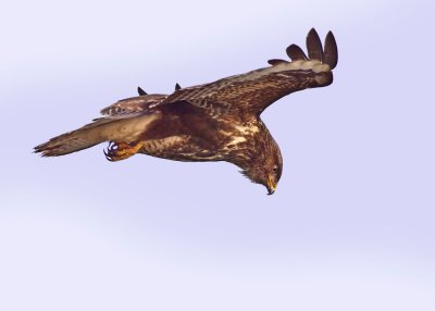 Buizerd biddend