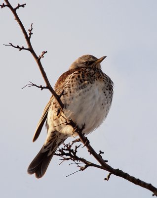 Fieldfare