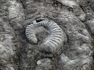 Dalle des Ammonites