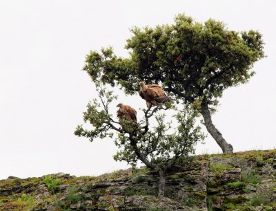 Spanje: Extremadura. Vale gieren in een boom