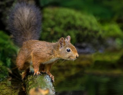 Op zoek naar noten in het water