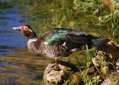 Muscovy Duck.jpg