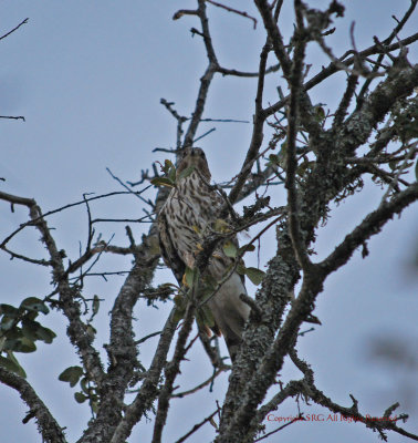 Red Tail Hawk