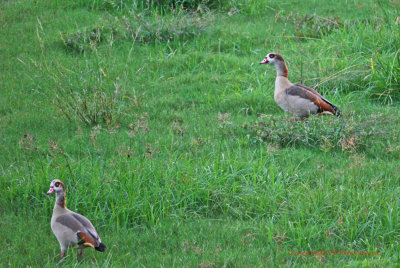 Egyptian Geese