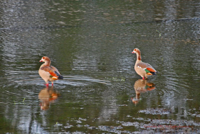 Egyptian Geese