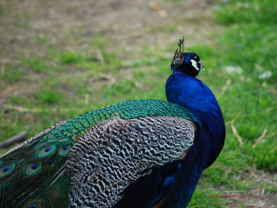 peacock