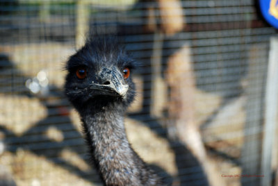 Emu